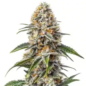 White Russian cannabis flower with frosty trichomes and orange pistils.