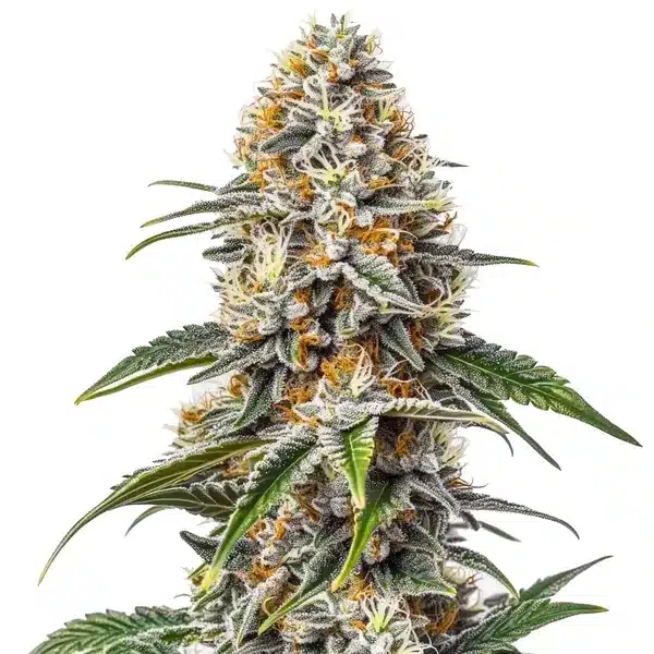 White Russian cannabis flower with frosty trichomes and orange pistils.