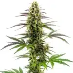 White Widow x AK47 Fast Version bud with dense structure and vibrant trichome coating.