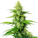 White Widow x California Snow Auto cannabis plant with bright green leaves, frosty buds, and orange pistils.