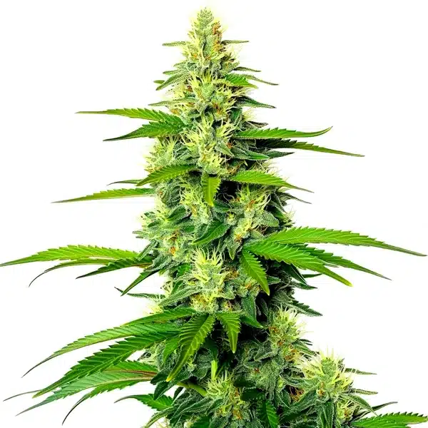 White Widow x California Snow Auto cannabis plant with bright green leaves, frosty buds, and orange pistils.