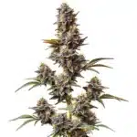 White Widow x Crystal Meth Auto bud stacked with trichomes and green sugar leaves.