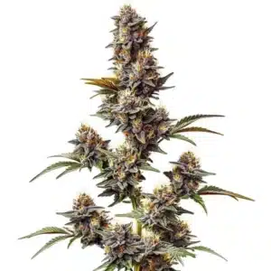 White Widow x Crystal Meth Auto bud stacked with trichomes and green sugar leaves.