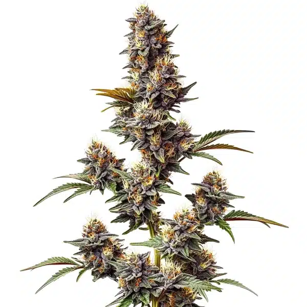 White Widow x Crystal Meth Auto bud stacked with trichomes and green sugar leaves.