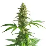 Yumbolt Auto plant with compact green buds and light resin covering.