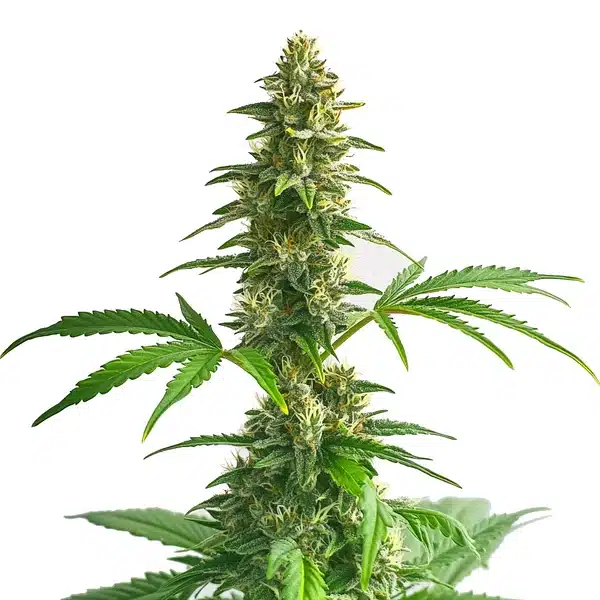 Yumbolt Auto plant with compact green buds and light resin covering.