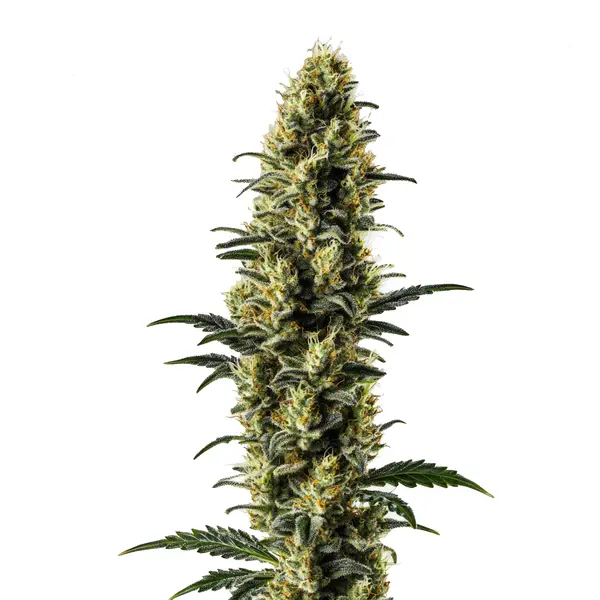 Vibrant green cannabis bud with tropical fruit aroma, representing the Zkitllez Auto strain.