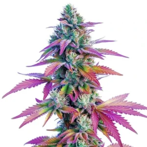 African x Princess 88 cannabis strain with colorful purple and green buds, covered in trichomes and orange pistils.