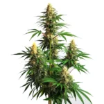 An Amnesia Haze Auto cannabis plant with tall, dense buds covered in trichomes, featuring long, narrow leaves and bright green hues.