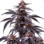 Black Jack Auto cannabis plant, featuring dense buds coated with trichomes and deep purple leaves with orange pistils.