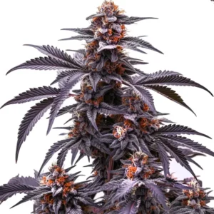 Black Jack Auto cannabis plant, featuring dense buds coated with trichomes and deep purple leaves with orange pistils.
