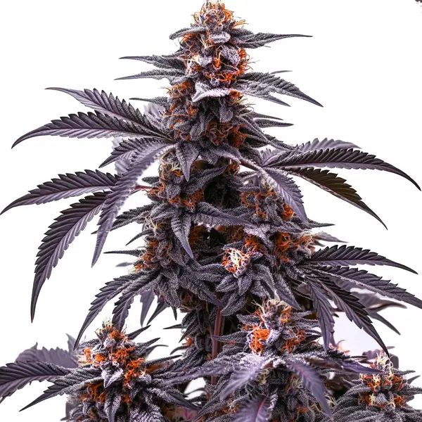Black Jack Auto cannabis plant, featuring dense buds coated with trichomes and deep purple leaves with orange pistils.