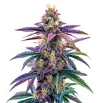 The Blue Dream Autoflower cannabis plant with purple buds and frosty trichomes.