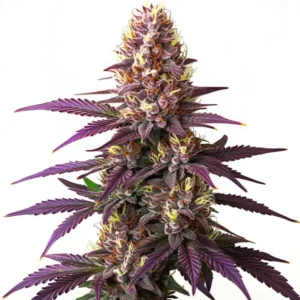 The purple cannabis plant with dense buds and frosty trichomes, characteristic of the Blueberry strain.