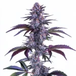 Blueberry Autoflower cannabis plant with purple and green buds, covered in frosty trichomes and orange pistils, offering a colorful and potent experience.