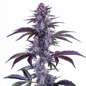 Blueberry Autoflower cannabis plant with purple and green buds, covered in frosty trichomes and orange pistils, offering a colorful and potent experience.