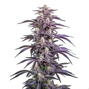 The Candyland Peyote cannabis plant with purple buds and frosty trichomes.