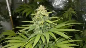 Close-up of a cannabis plant showing a mix of healthy green and yellowing leaves in an indoor grow setup.