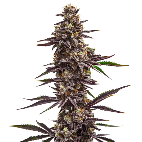 Cherry Pie cannabis strain with dense buds, showcasing purple and green hues. The plant features orange pistils and a layer of trichomes, offering a sweet, fruity aroma.