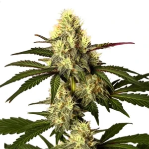 The Do Si Dos cannabis plant with resin-coated buds and green leaves.