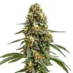 Durban Poison sativa plant with long colas, crystal trichomes, and slender green leaves.
