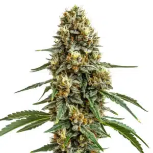 Durban Poison sativa plant with long colas, crystal trichomes, and slender green leaves.