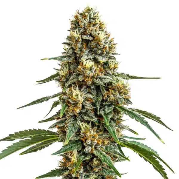 Durban Poison sativa plant with long colas, crystal trichomes, and slender green leaves.