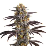 Gelato Auto cannabis strain featuring frosty buds with purple hues, vibrant orange pistils, and dense leaves, known for its balanced and sweet effects.
