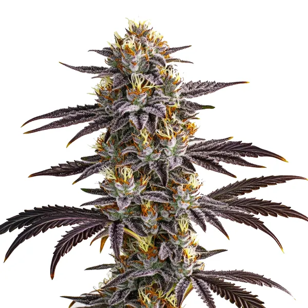 Gelato Auto cannabis strain featuring frosty buds with purple hues, vibrant orange pistils, and dense leaves, known for its balanced and sweet effects.