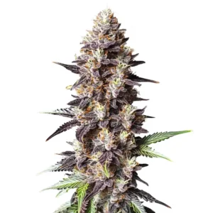 Grandaddy Purple x Bruce Banner cannabis strain showing purple buds with green accents.