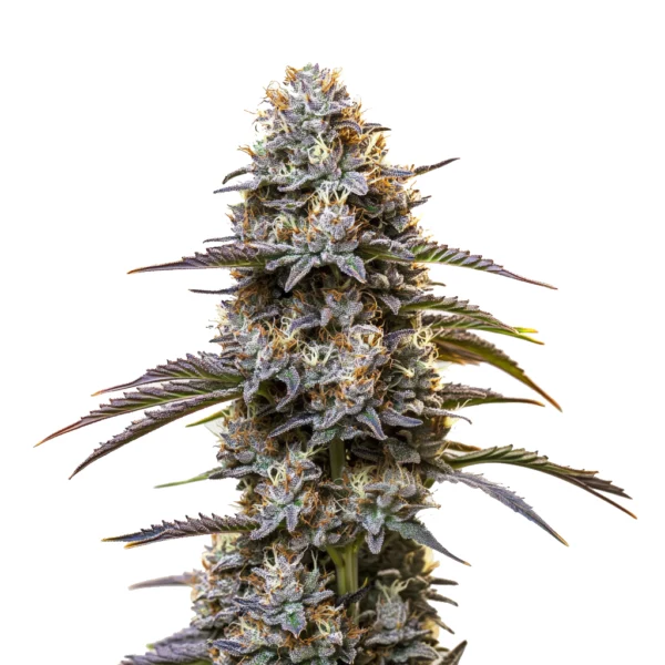 Granddaddy Purple Auto cannabis plant with dense purple buds, green leaves, and a thick layer of trichomes, showcasing its auto-flowering characteristics.