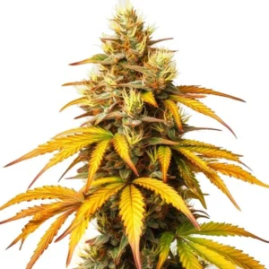 The HellFire OG cannabis plant with bright yellow leaves and resin-coated buds.