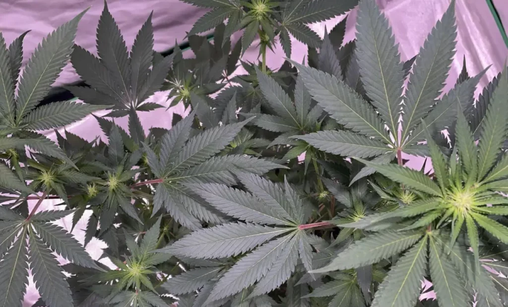 How to Grow Zombie Death Fuck