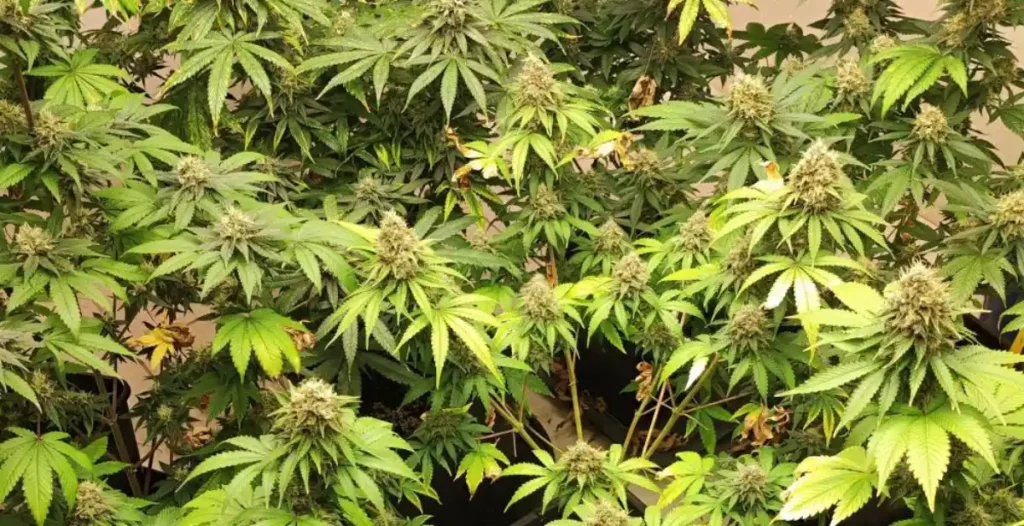 How to Grow Mango Cannabis Seeds in Indoor Buds
