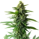 Jack Herer cannabis plant with dense buds, vibrant green leaves, and a resinous coating, showcasing its sativa-dominant characteristics.