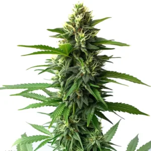 Jack Herer cannabis plant with dense buds, vibrant green leaves, and a resinous coating, showcasing its sativa-dominant characteristics.