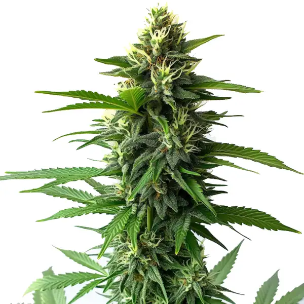 Jack Herer cannabis plant with dense buds, vibrant green leaves, and a resinous coating, showcasing its sativa-dominant characteristics.