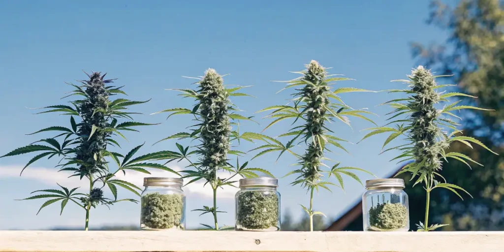lush green cannabis plants with dense buds displayed alongside jars of cured cannabis under a clear sky