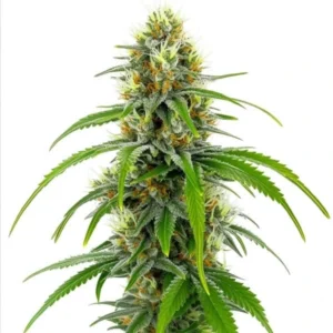 Moby Dick cannabis plant with large, resin-coated buds and lush green leaves, showcasing its robust growth.