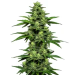 The OG Kush Auto cannabis plant with resin-coated buds and green leaves.