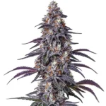 Purple Haze cannabis strain with purple hues and dense buds