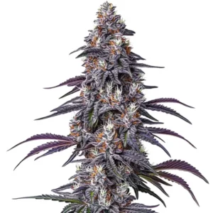 Purple Haze cannabis strain with purple hues and dense buds