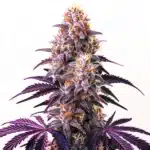 Purple Kush cannabis buds with deep violet tones and orange pistils.