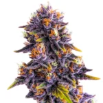Purple Star Killer cannabis bud with vibrant purple flowers, bright orange pistils, and frosty trichomes