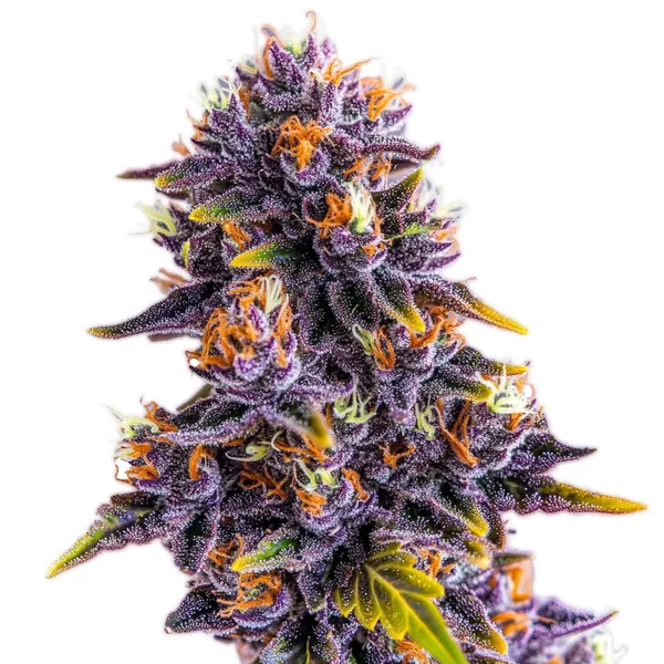 Purple Star Killer cannabis bud with vibrant purple flowers, bright orange pistils, and frosty trichomes