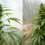 A visual comparison of Sativa and Indica cannabis plants, illustrating their structural and environmental differences.