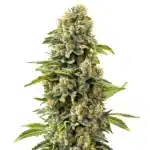 Skunk #1 cannabis flower with thick buds, resin coating, and bright orange pistils.