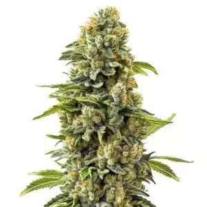 Skunk #1 cannabis flower with thick buds, resin coating, and bright orange pistils.