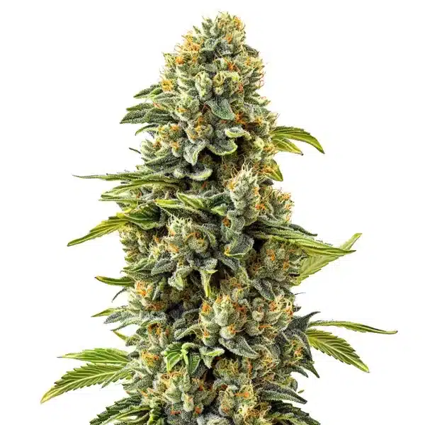 Skunk #1 cannabis flower with thick buds, resin coating, and bright orange pistils.