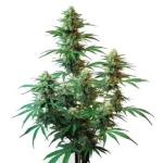 The Sour Diesel Auto cannabis plant with dense buds and green leaves.